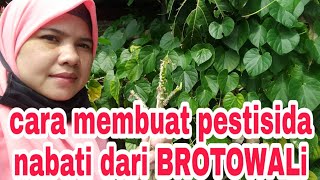 Download Lagu BROTOWALI AMPUH BASMI KUTU KEBUL DAN ULAT DAUN MP3 Download Lagu BROTOWALI AMPUH BASMI KUTU KEBUL DAN ULAT DAUN MP3