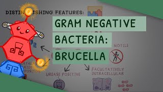 Gram Negative Bacteria: Brucella