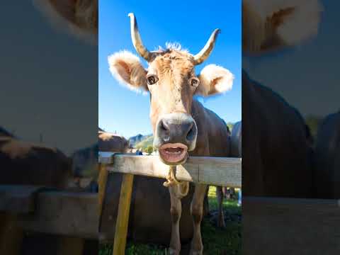 Amba Amba New Comedy Video Sound Effect