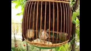 Cu hay của Thái Lan.