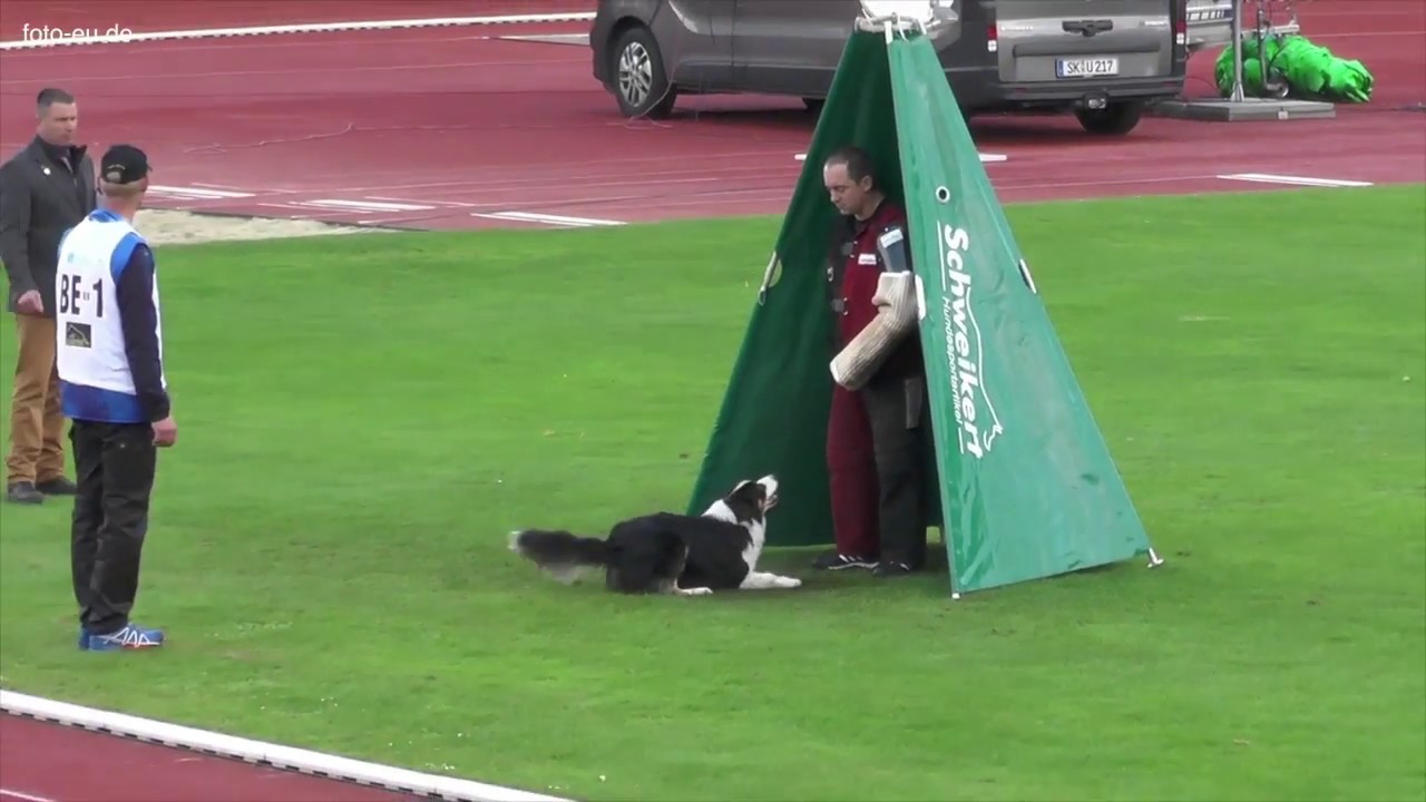 Border Collie bei FCI-WM