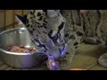 Clouded leopard neofelis nebulosa