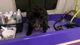 Elderly difficult dog grooming Compassionate Care Part 1@DogGroomingTV