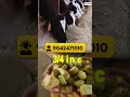 🌾"ஆடு & மாடு தீவனம் வெட்ட ஒரே சூப்பர் solution 🐄🐐"MASTER 530 #shorts #trending #chaffcutter