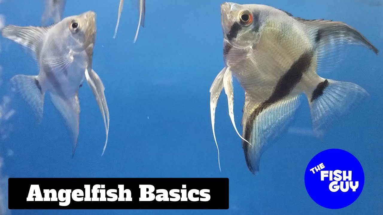 Angelfish Basics - YouTube