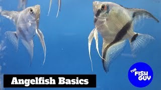 Angelfish Basics