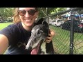 Adopting a Senior Dog - The Story of Ace