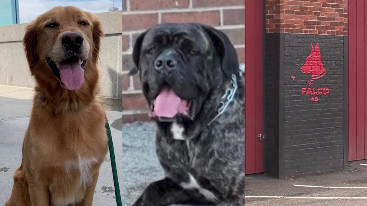 Dog owners speak out after animal cruelty charges filed against Mass ...