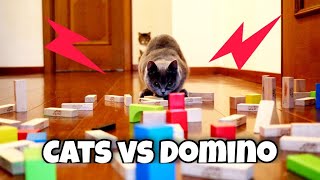Cat VS Domino Obstacle Challenge