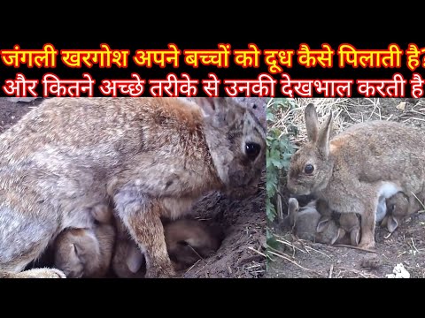 वीडियो: खरगोश के जंगली बच्चे कब पैदा होते हैं?