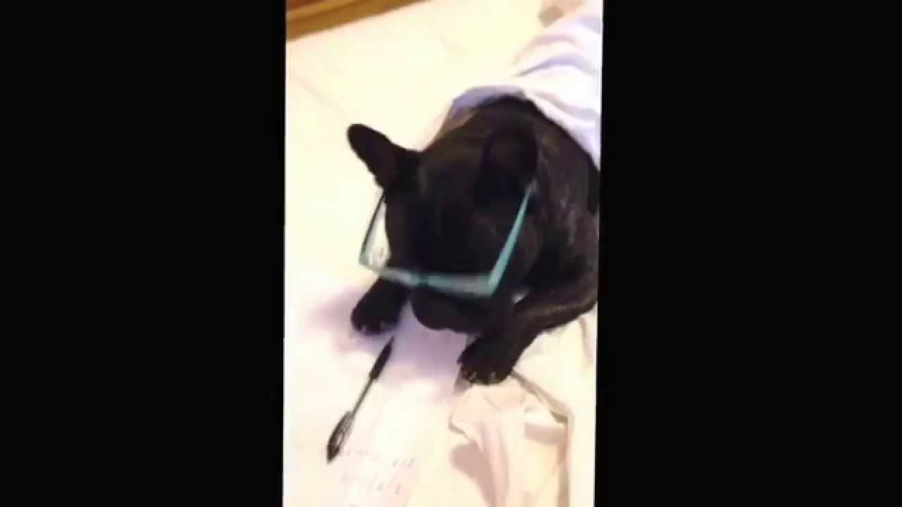 Nerone The french bulldog