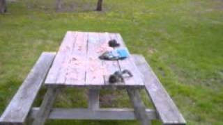 Squirrels