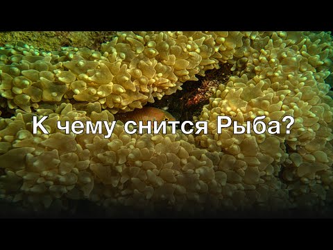 К чему снится рыба? Толкование сна и его значение по сонникам Ванги и Миллера