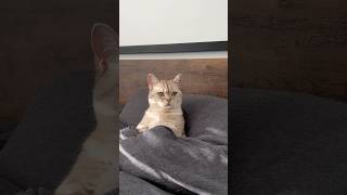 I’ll get used to it 🙃 #cats #catlovers #catsofyoutube