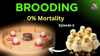 How to Brood Day-Old Chicks Properly | Complete Beginner's Guide (Episode 4) screenshot 4