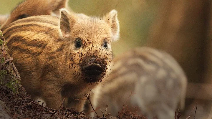 Wild Boar PIGLETS in the UK