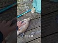 Успешная ловля леща 50 см 🎣
