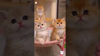 Cute Kittens❤️【51】#Shorts #Cutecat520 #Cat #Kittens #Pets