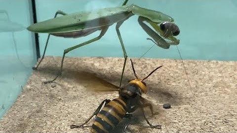 Praying Mantis vs Giant Hornet