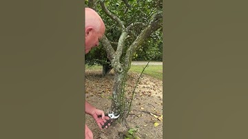 Citrus Trees Producing Thorny Branches and Sour Fruit