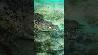 5 facts about crocodile that you don't know