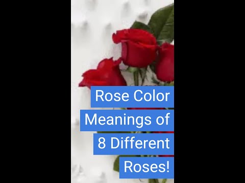 Rose Color Meanings Of 8 Different Roses !