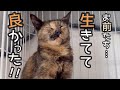 子供を失ったと思っていたお母ちゃんに、子猫を見せたらこんな事になりました!
