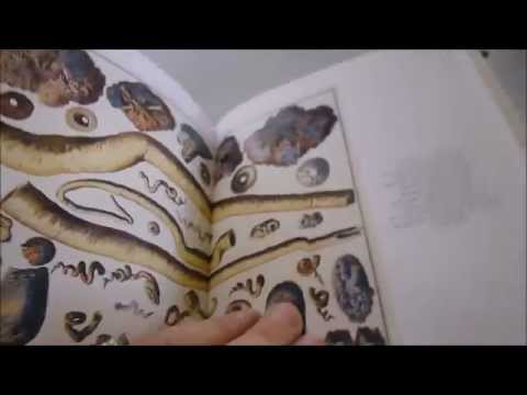 Cabinet Of Natural Curiosities Complete Plates In Colour Youtube