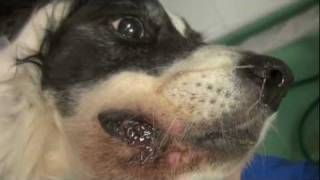 Mouth Cancer In Dogs Lovetoknow Mouth Cancer In Dogs Lovetoknow