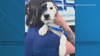 Surviving dog from suspected animal cruelty case in Knoxville finds her forever home