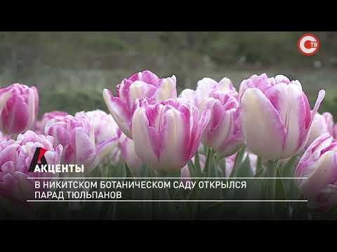 Акценты. В Никитском