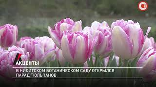 Акценты. В Никитском ботаническом саду открылся »Парад тюльпанов»