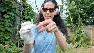 How To Use Attractant With The Brainy Bee