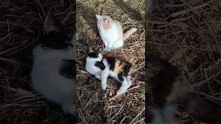 Какие у нас проблемы 😀 #юморприколы #смешныевидео #пародии #котики