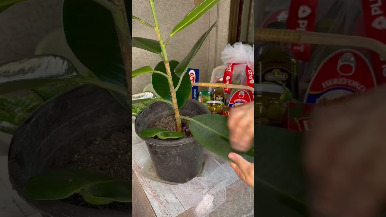 How to make leaves shine | Indoor plants