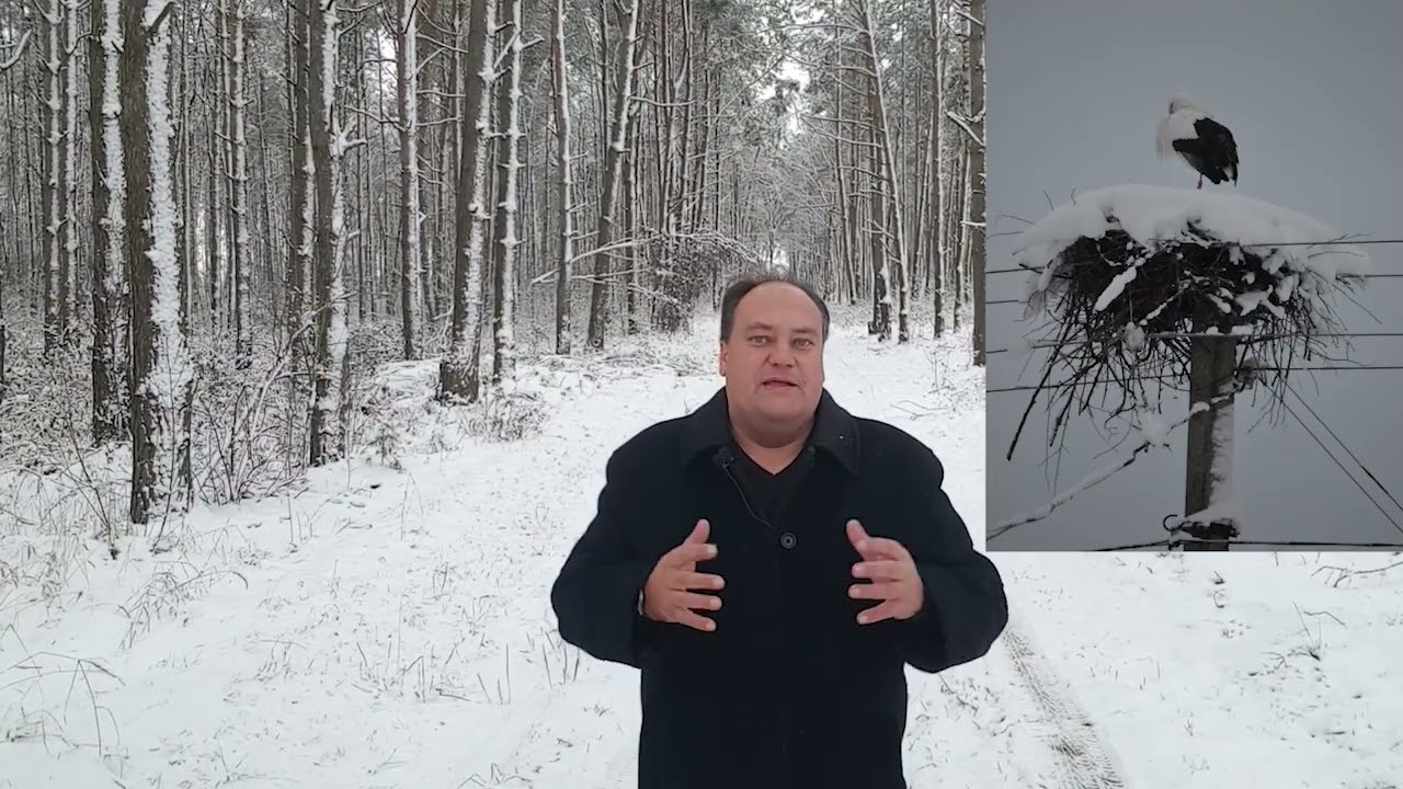 Сравнение аиста и цапли