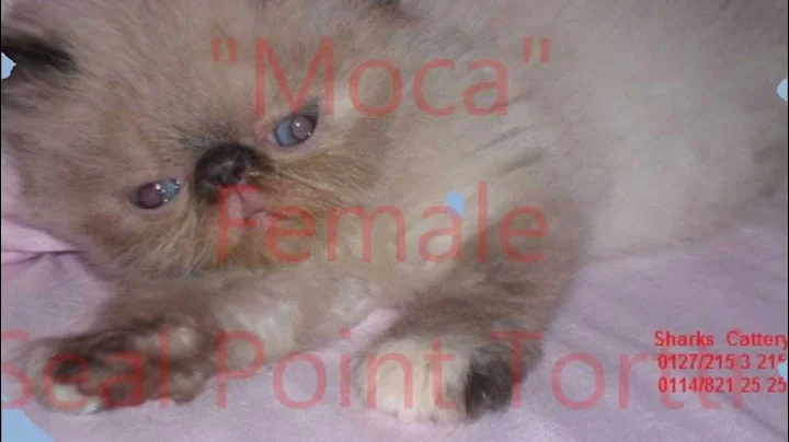 Video 9395401: flame point himalayan kitten, cute himalayan kitten, best cute kittens, kitten red, cattery