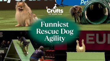 Adorable Pups Take on Agility 🐶