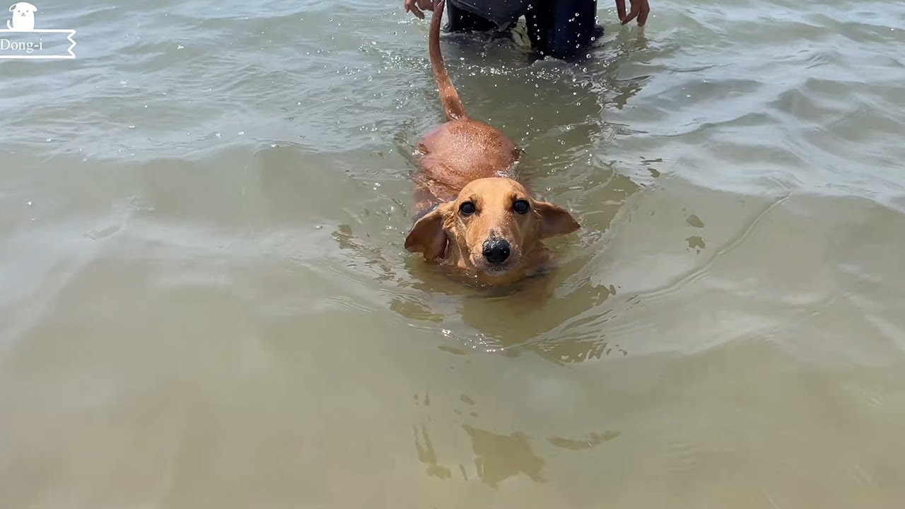 Dachshund swimming in the sea