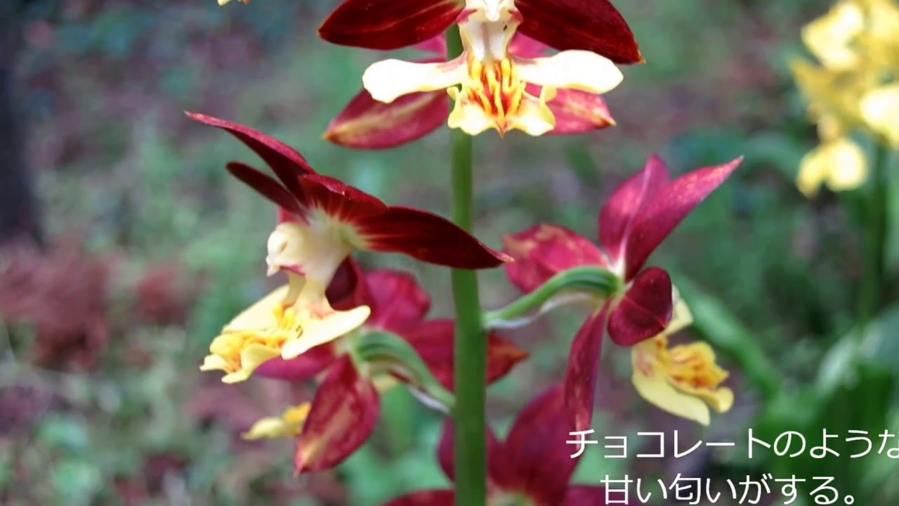 神秘の森 ３万本のエビネの花が彩る町田えびね苑 Youtube