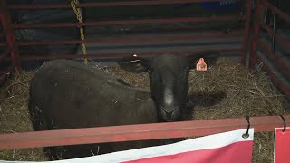 Ohio State Fair begins today: Here's what you need to know