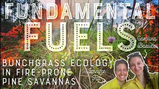 Fundamental Fuels: Bunchgrass Ecology in Fire-Prone Pine Savannas