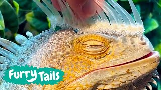 Iguana Shedding ASMR  | Furry Tails