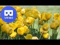 VR180 - Yellow Tulips in 3D