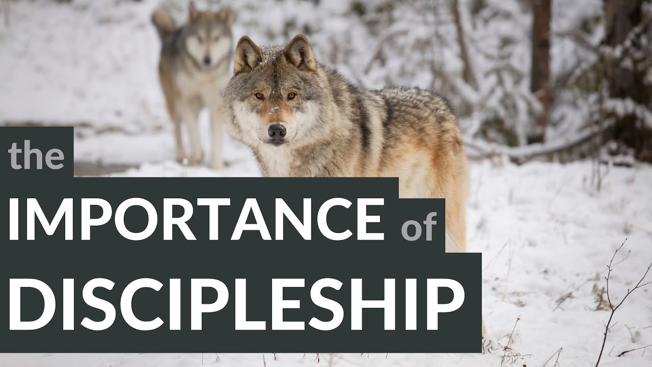Dancing with WolvesThe Importance of Discipleship YouTube