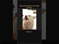 🐕 Why Jindos Bond to Just One Person 🇰🇷 #Shorts