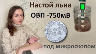 Полезны ли настои с отрицательным ОВП ? Кровь после настоя под микроскопом.