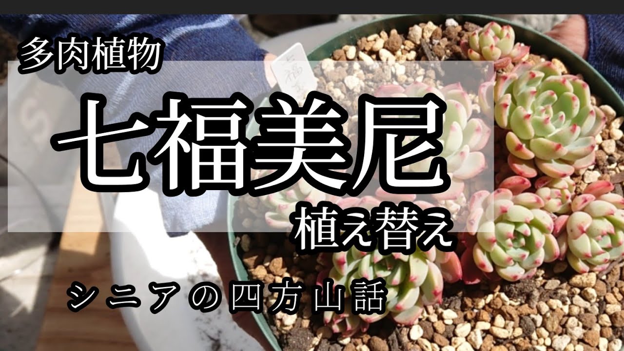 28】＊多肉植物＊七福美尼成長が感じられないので植え替えました。2023