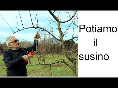 Video: I susini sono autoimpollinanti?