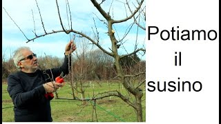 Potiamo il susino